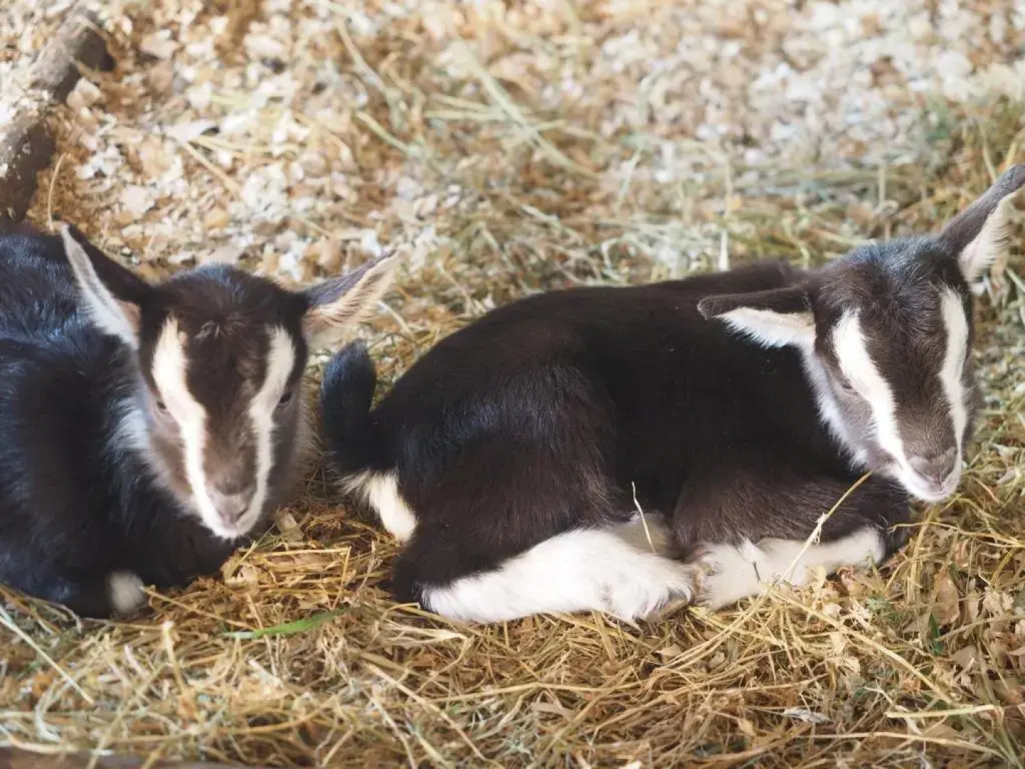 Pure Nature Familodge