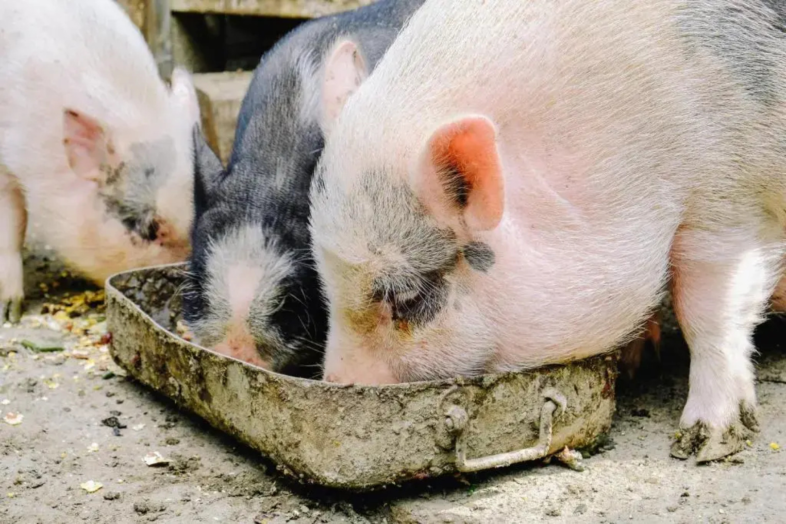 Agriturismo Cafenile