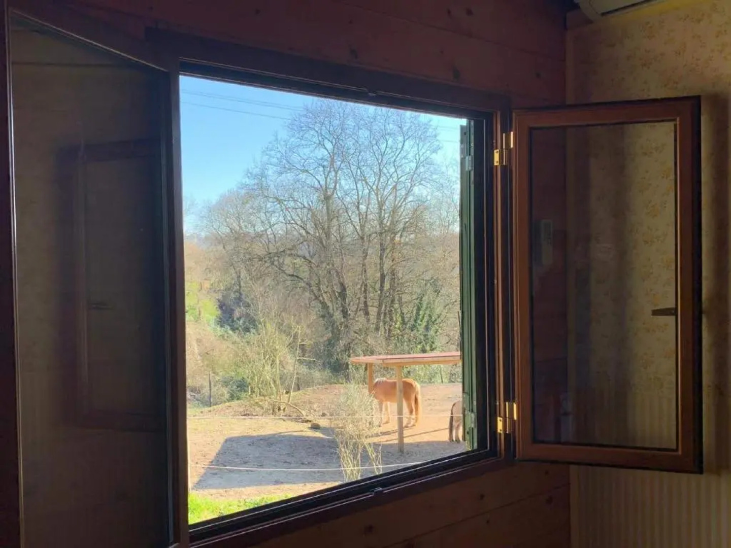 Night in the Wood Sorbo