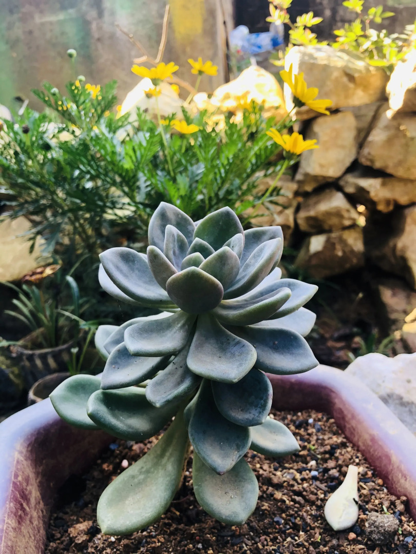 Saigonese Trekking House - Hostel