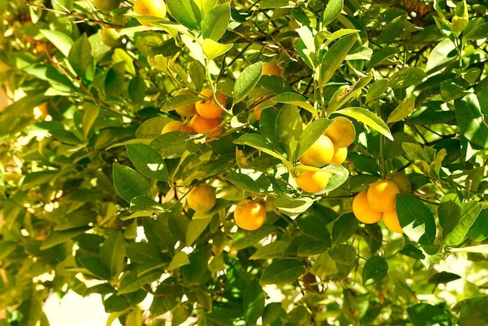 Villa Juli Guesthouse