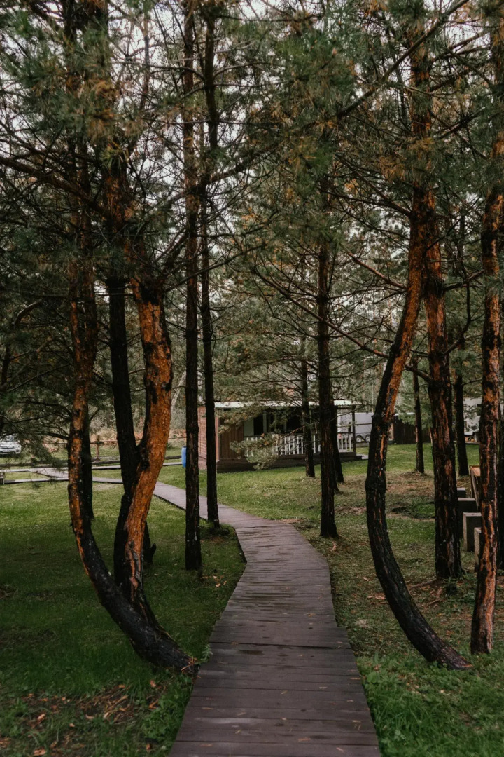 Сосновый рай