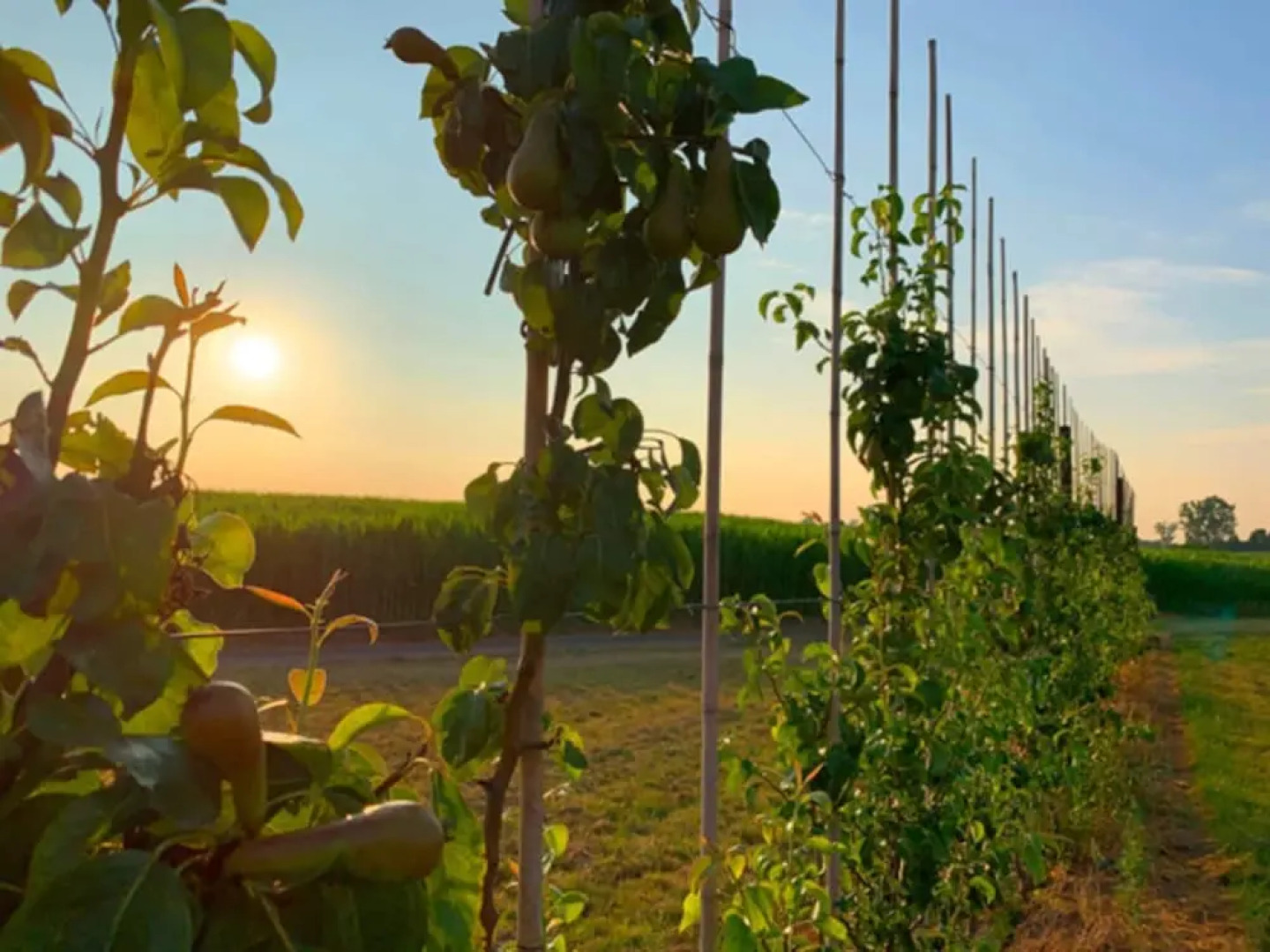 Holiday Home in Vlijtingen With Sauna
