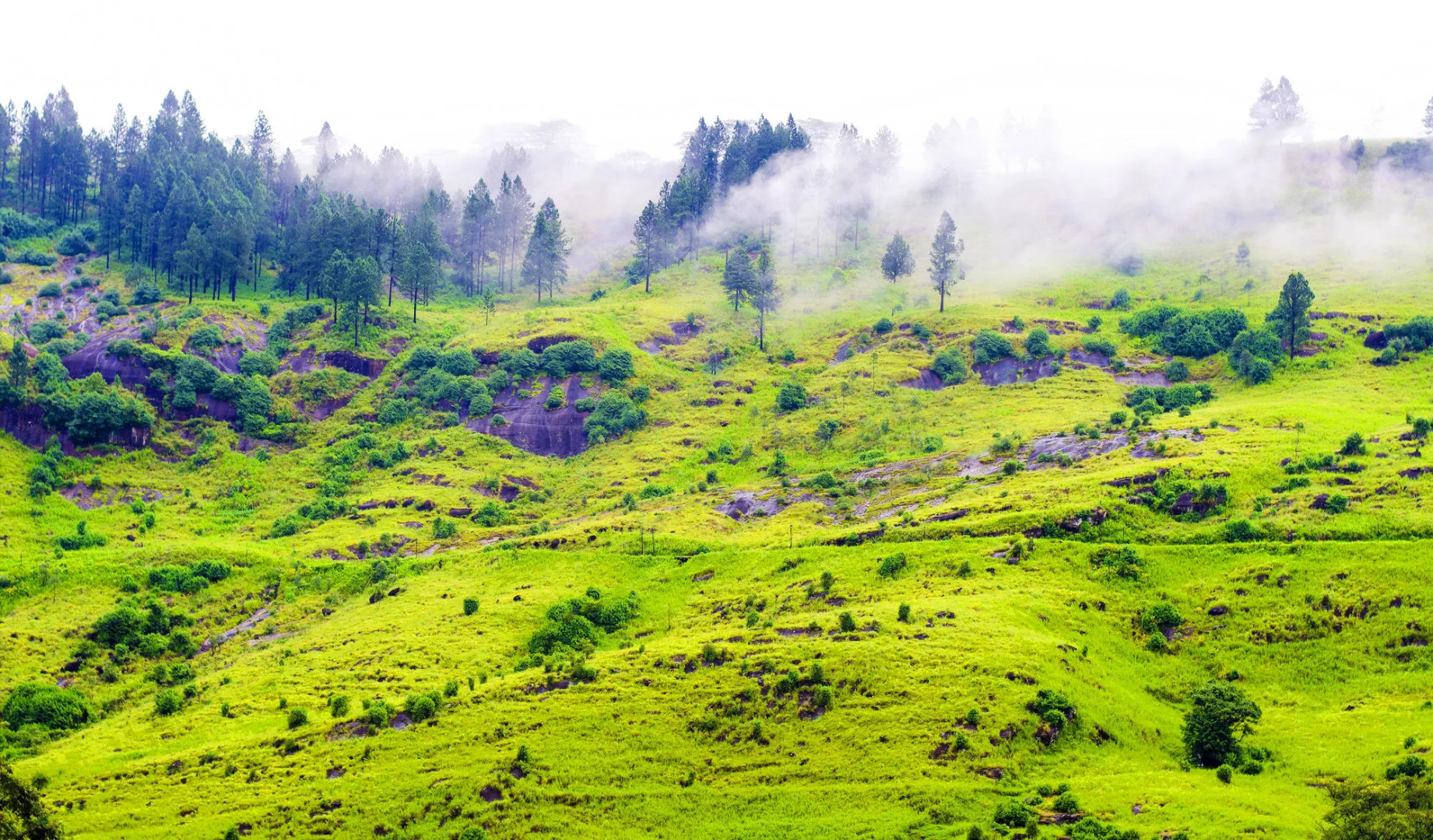 The Greendale Bungalow