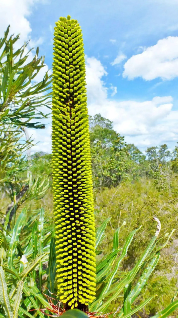 Yelverton Brook Conservation Sanctuary