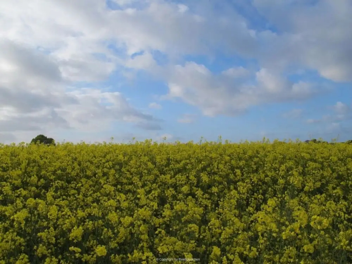 Schwanen Herz Comfortable Holiday Residence