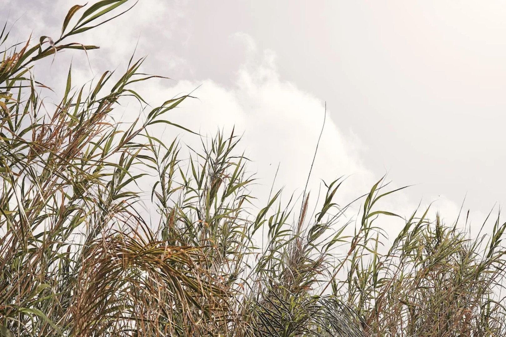 Amyth of Mykonos Agios Stefanos