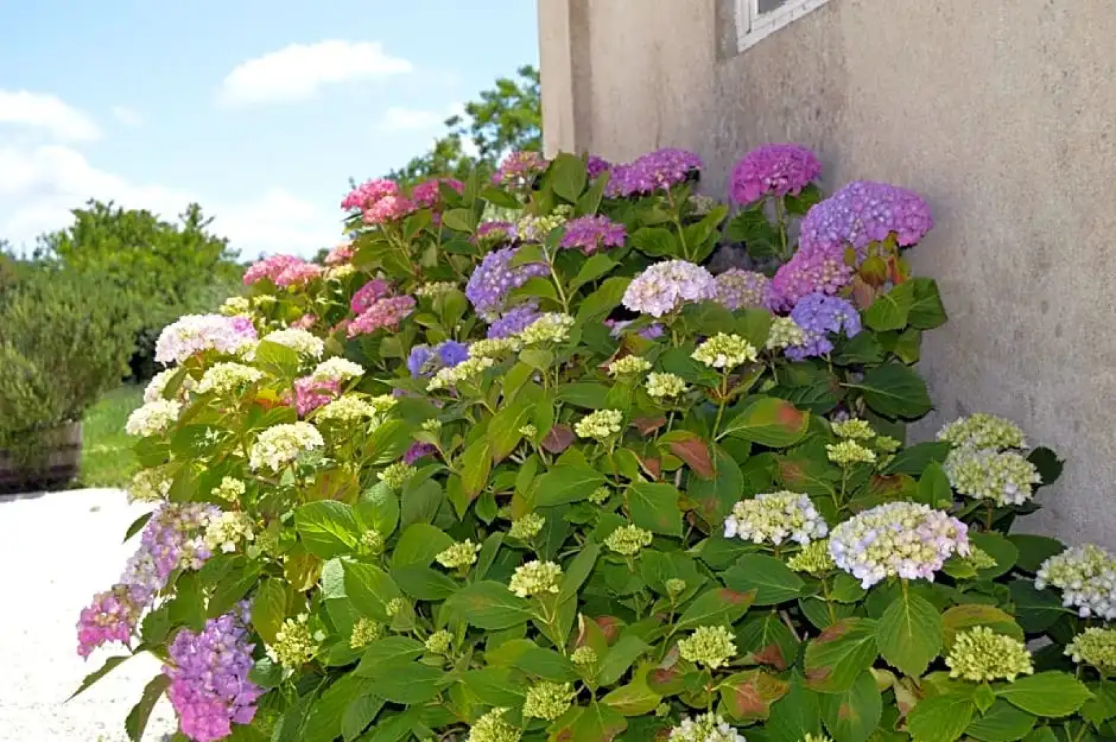 La Vieille Distillerie