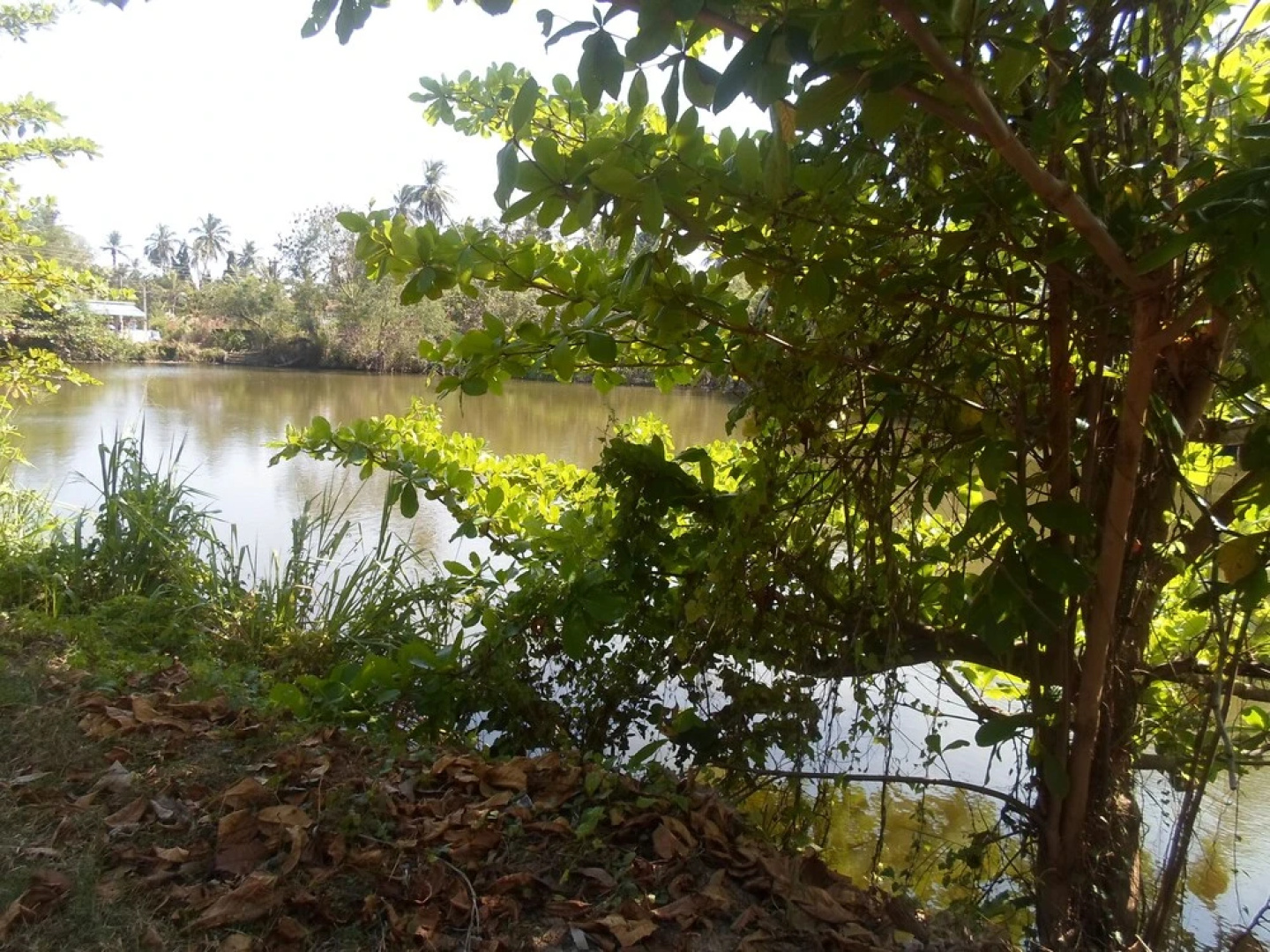Amada Lake View Homestay