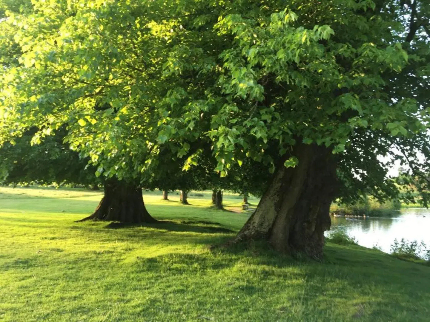 Cosy, historic, pet friendly cottage, Petworth