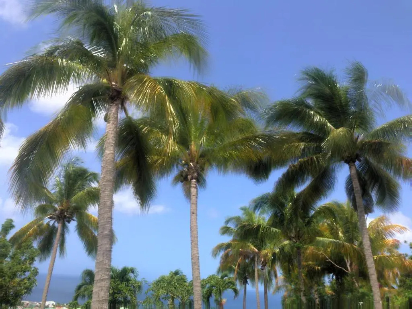 PARADIS TROPICAL appart'hotel