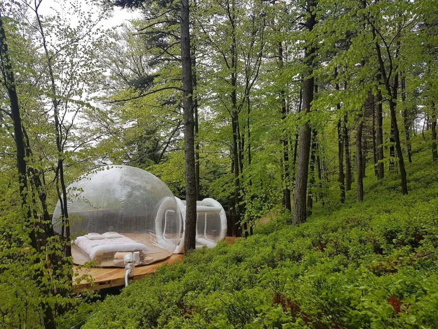 La bulle transparente - La Myrtille