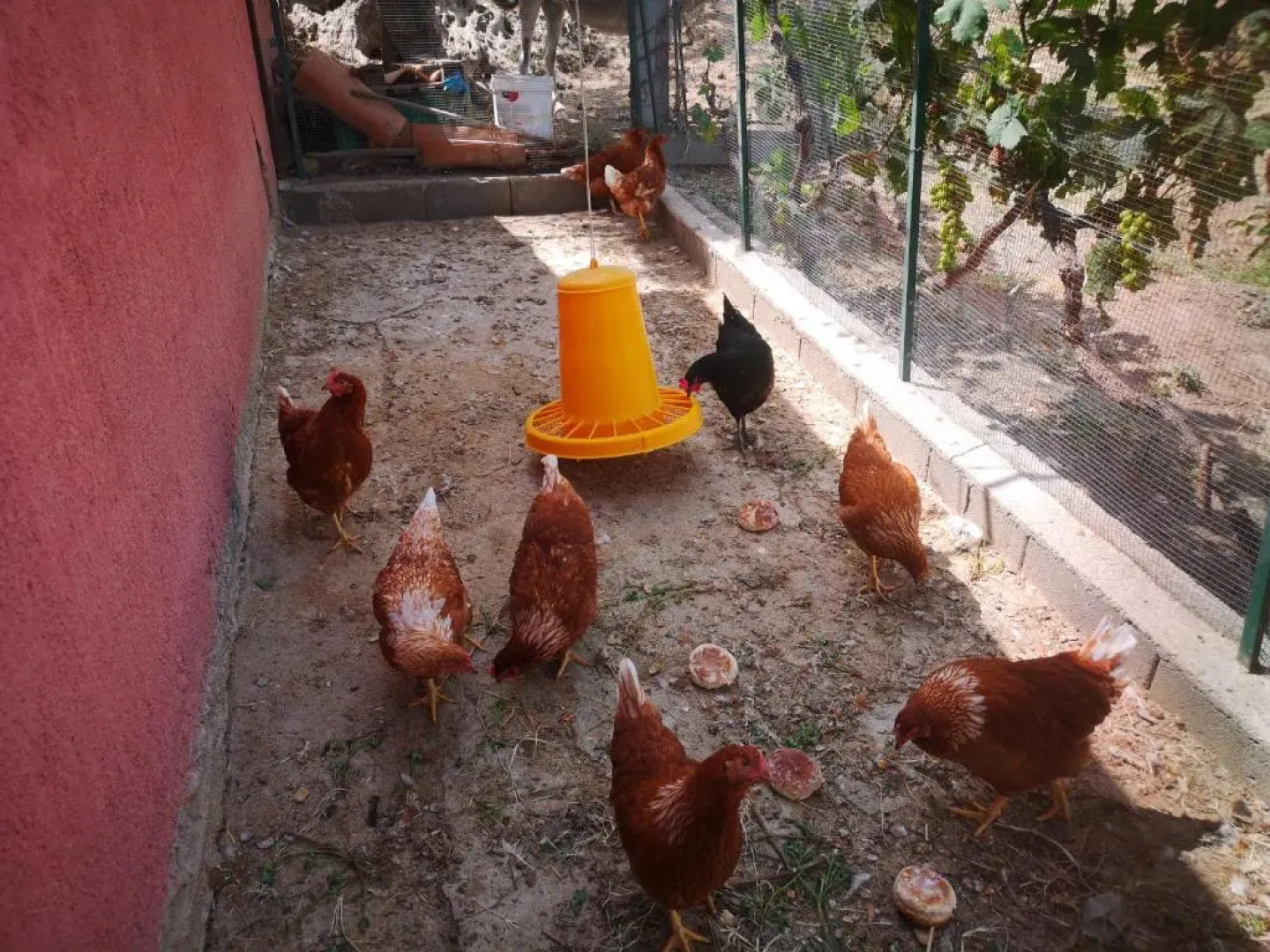 Villa Niccolò with stunning sea view swimming pool