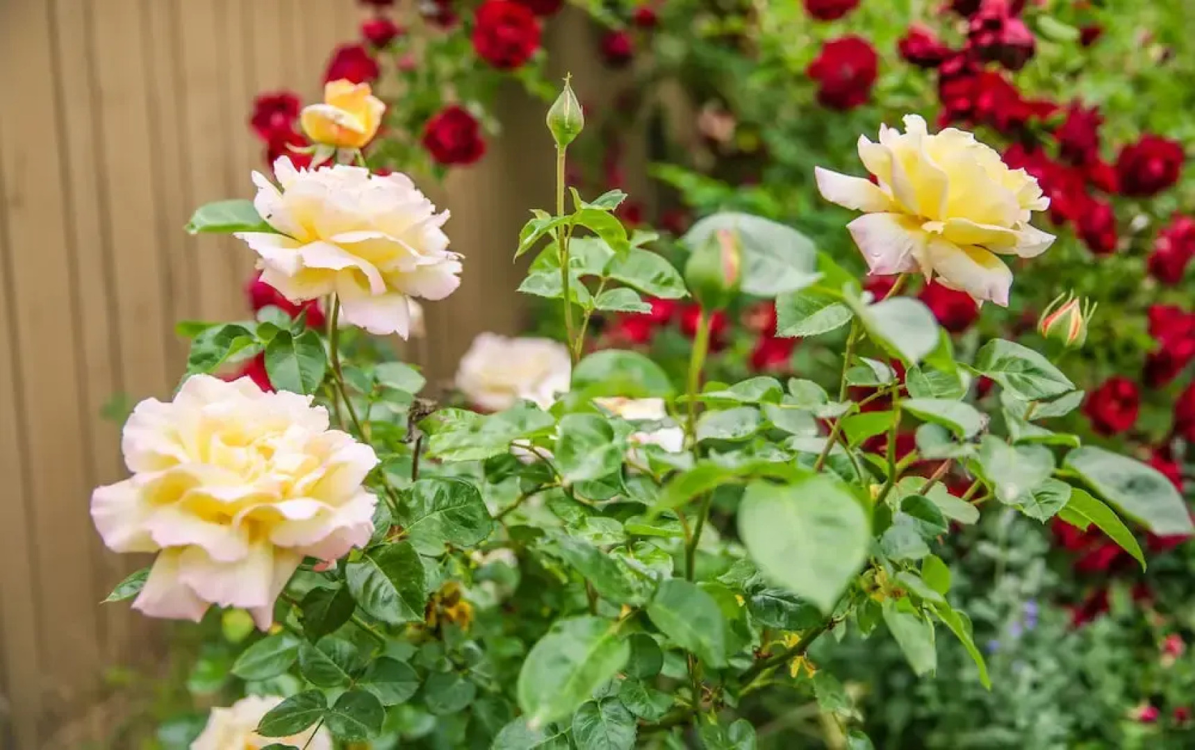 The Eden House Vineyard & Inn