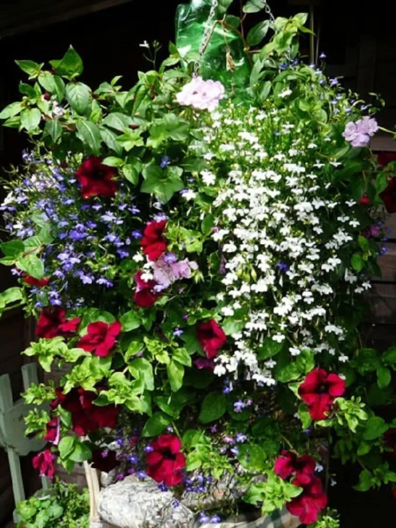 Pine Lodge Bed And Breakfast