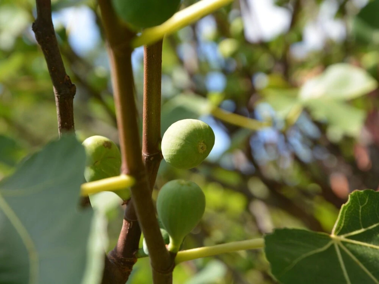 Chalet With Pool in Quiet Rural Setting, Near Regional Park in the Lot