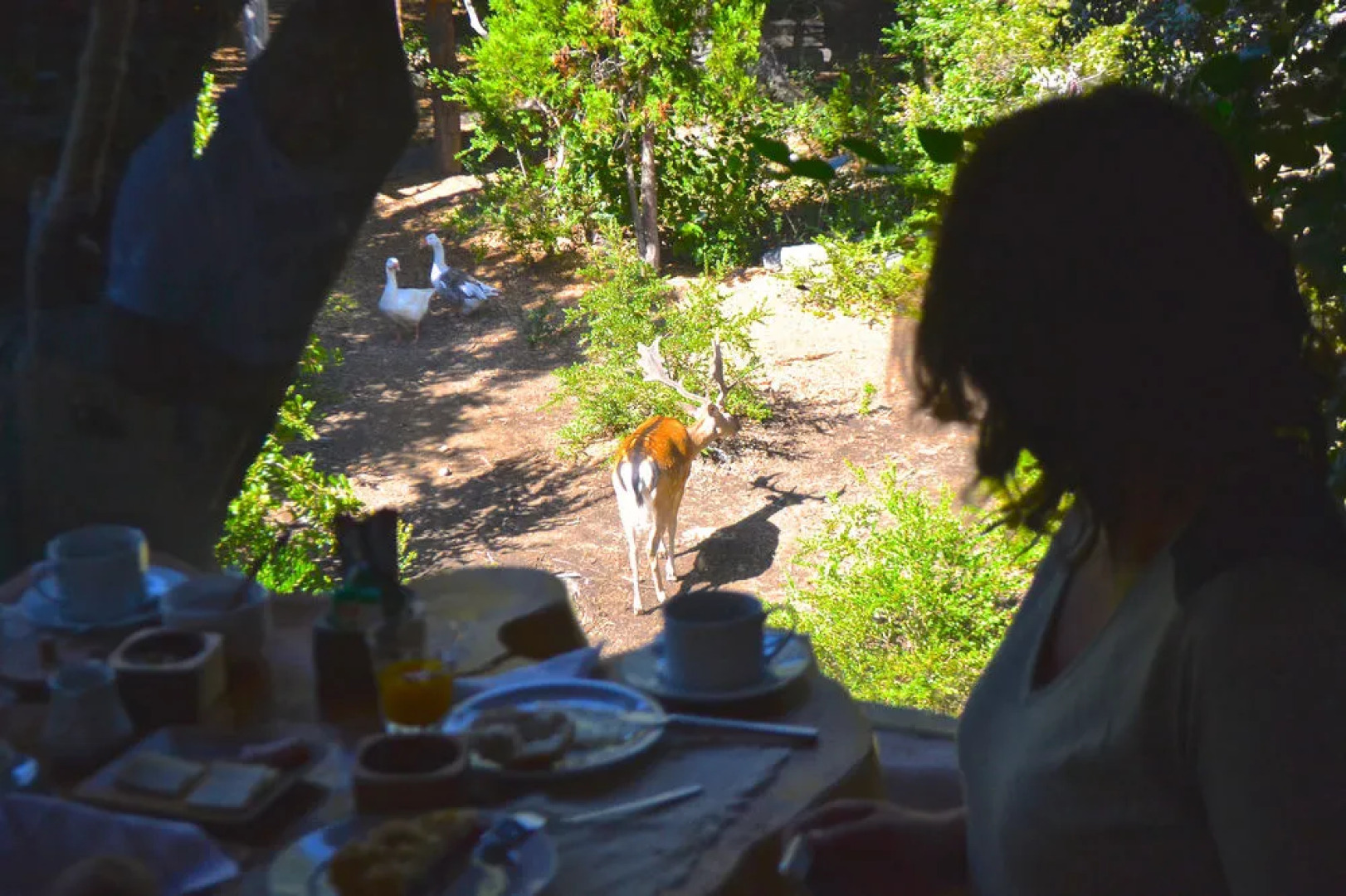 Tree Lodge Nidos de Pucon