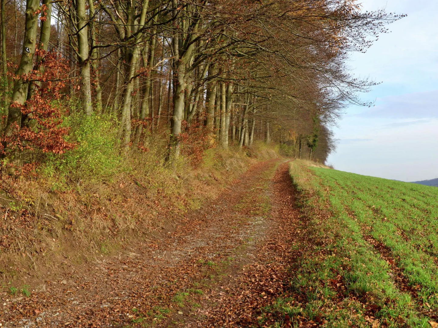 Cozy Apartment in Lowensen Lower Saxony With Private Terrace