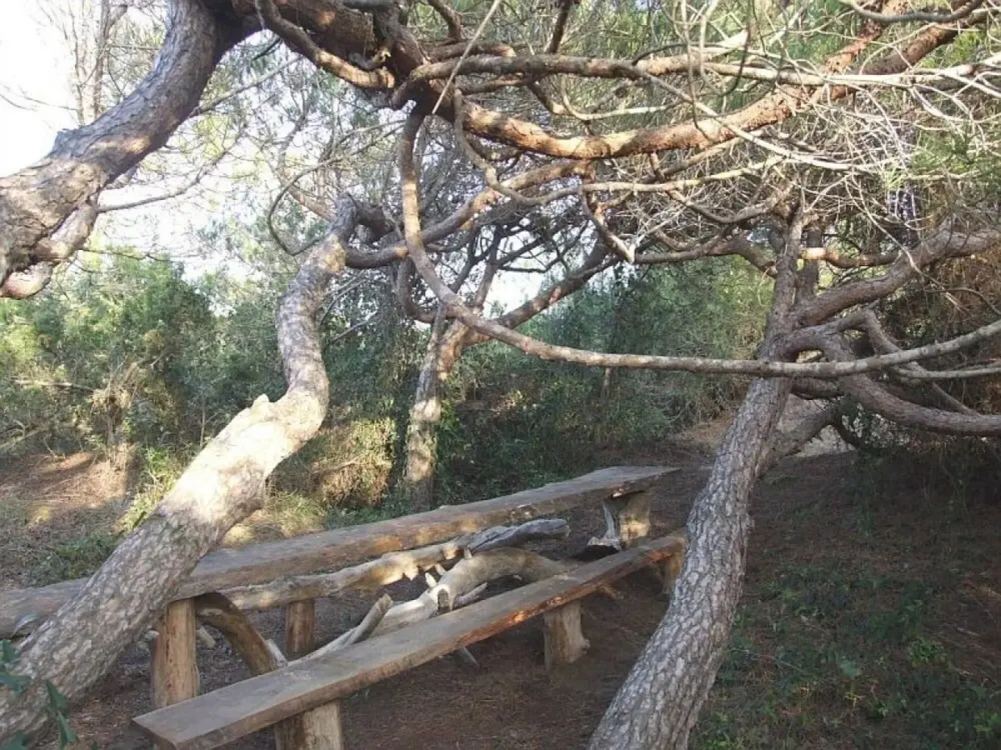 Il Castagno