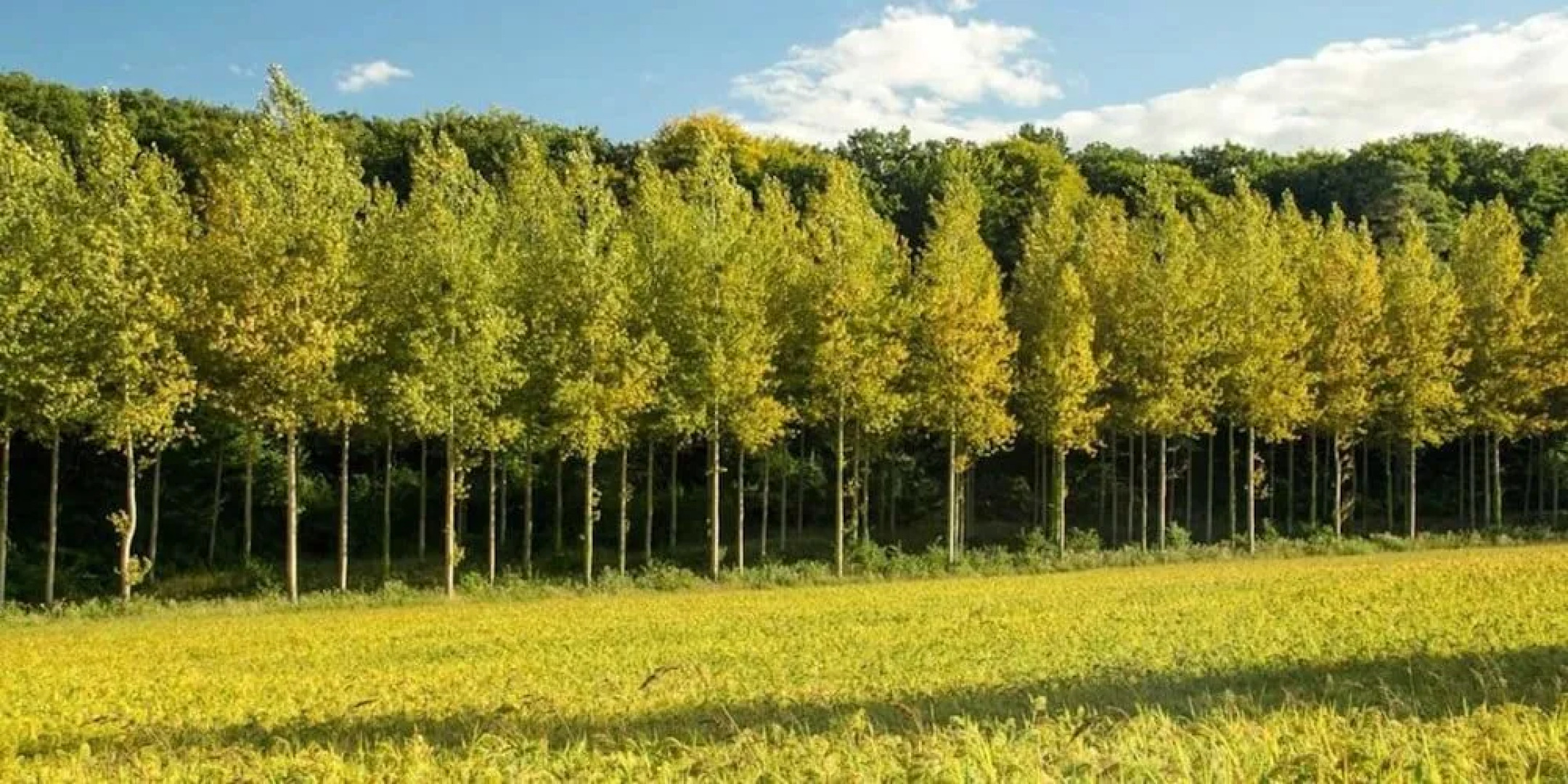 Château de Mont-Félix