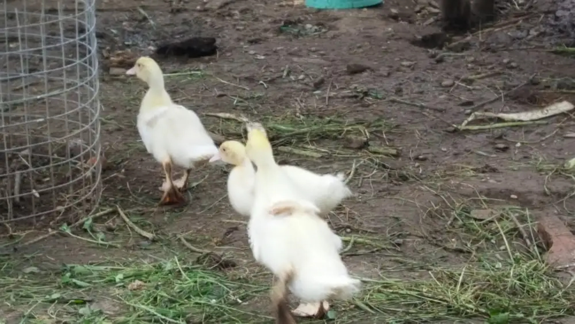 Allotjament Rural Can Puntí