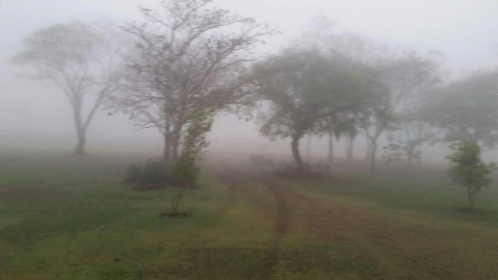 Bosque Da Neblina