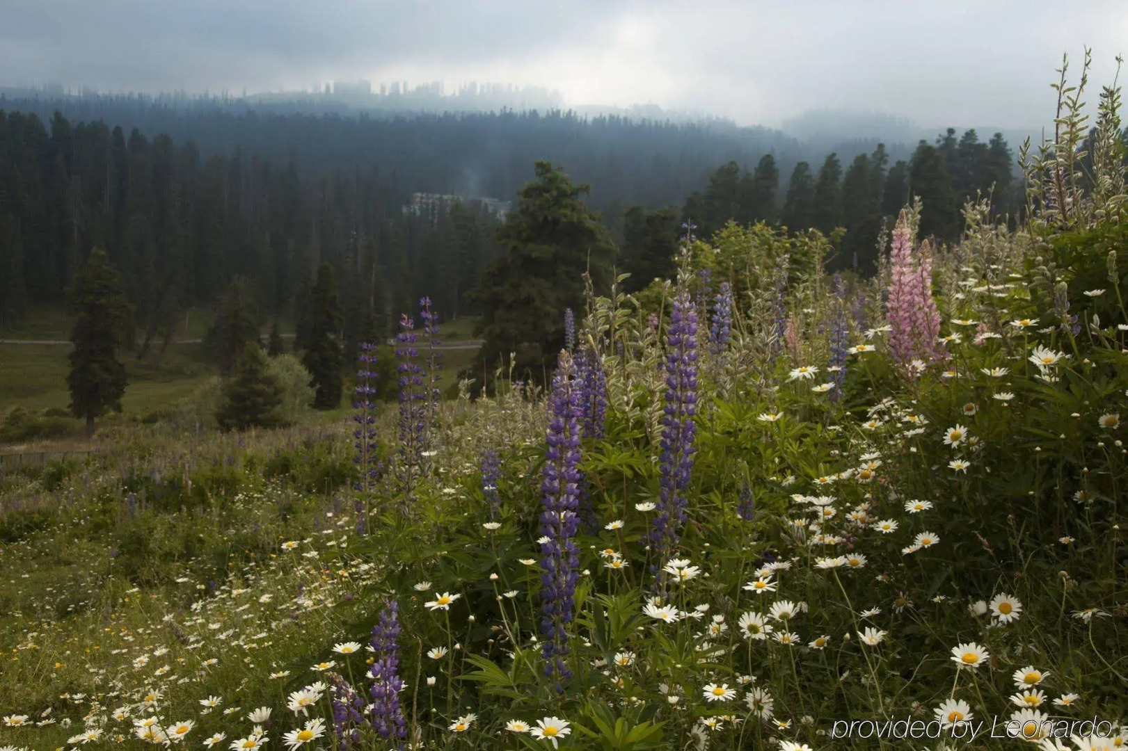 The Khyber Himalayan Resort & Spa