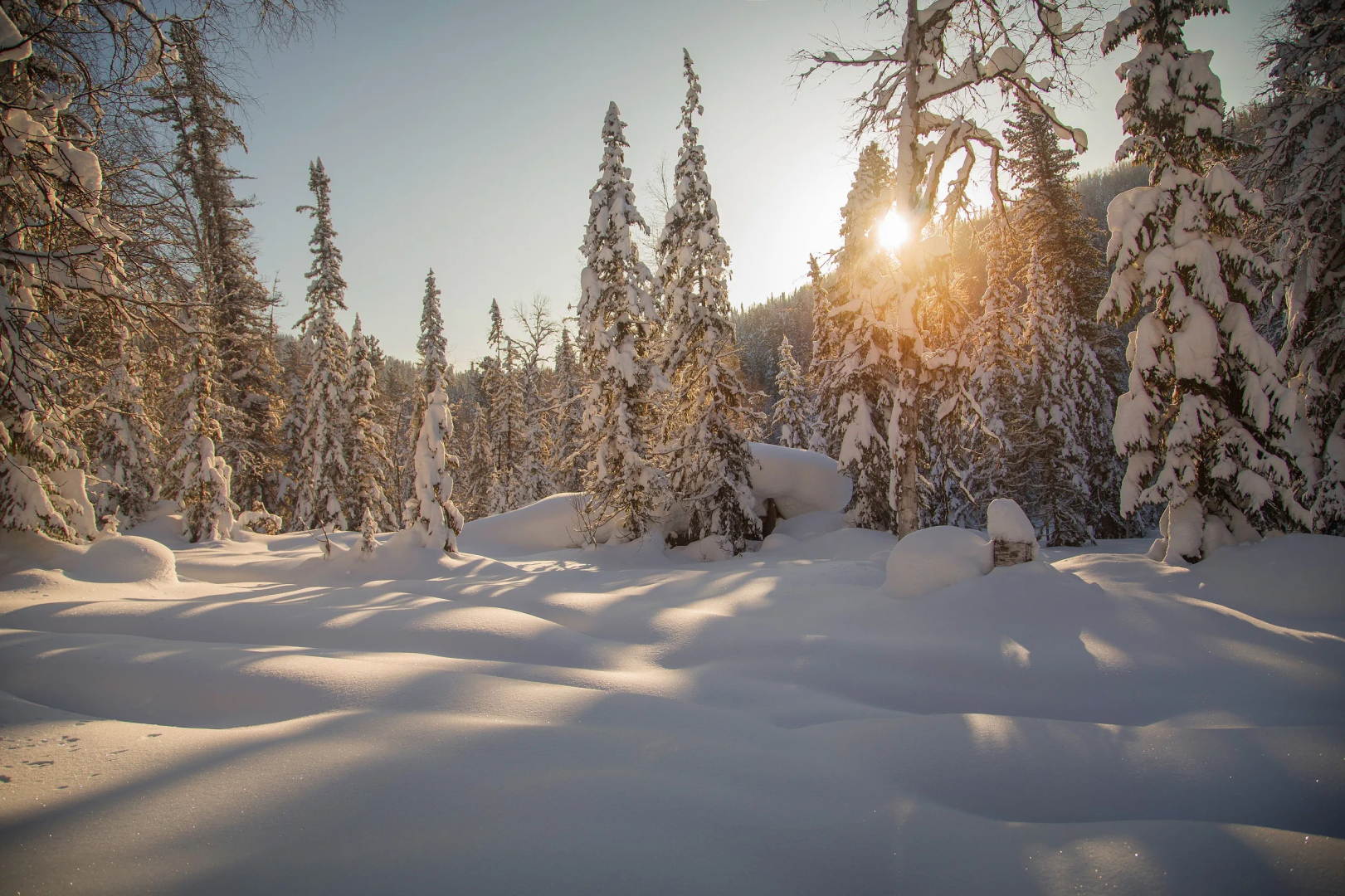 Ёлки(Архангельская)
