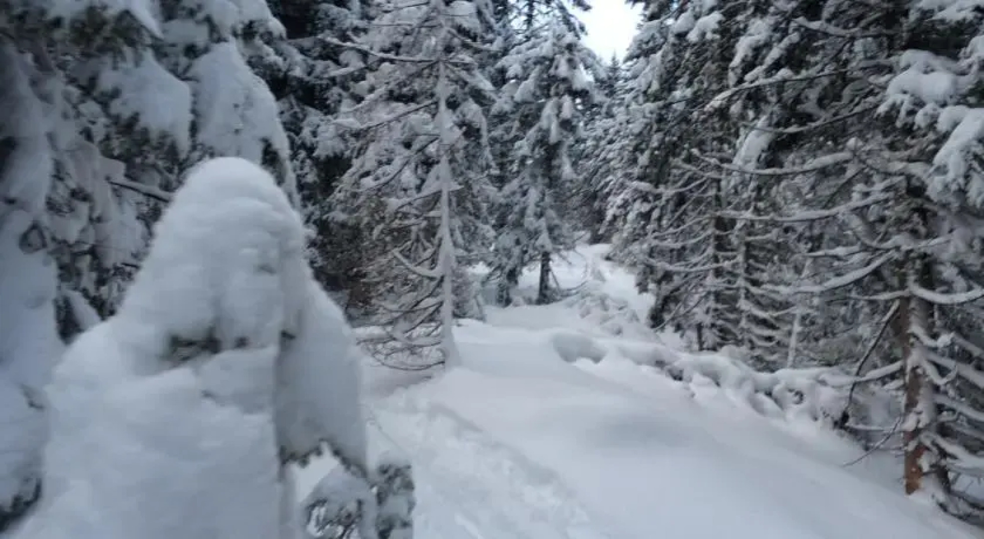 Haus Alpenrose