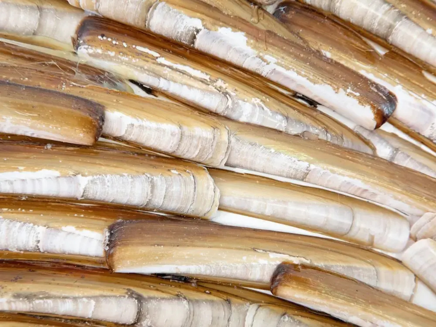 Holiday Home Near Dunes With Wellness Garden