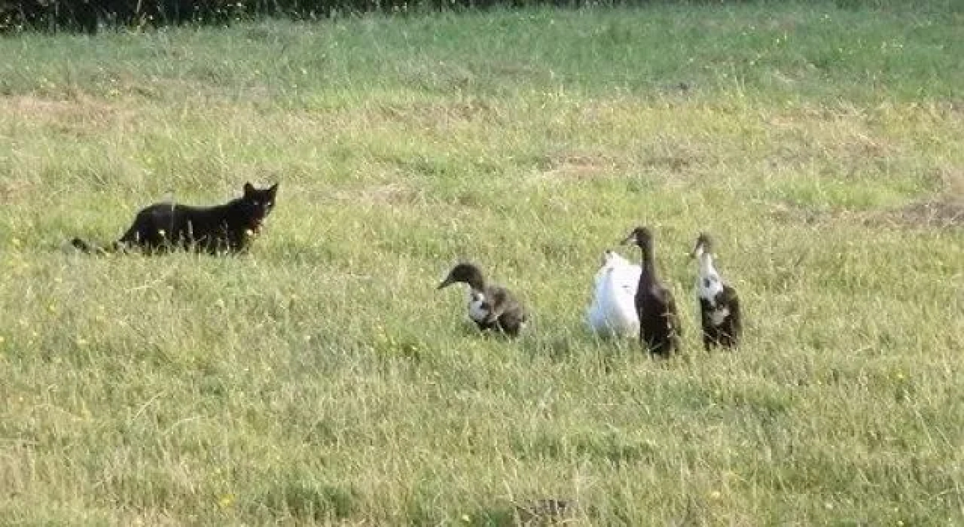 Thistledo House Bed & Breakfast