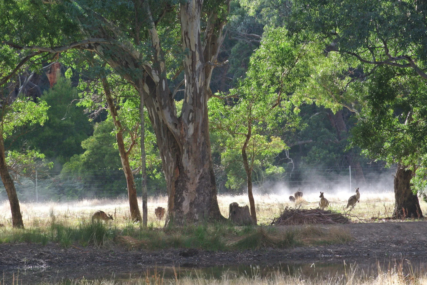 Kookaburra Motor Lodge
