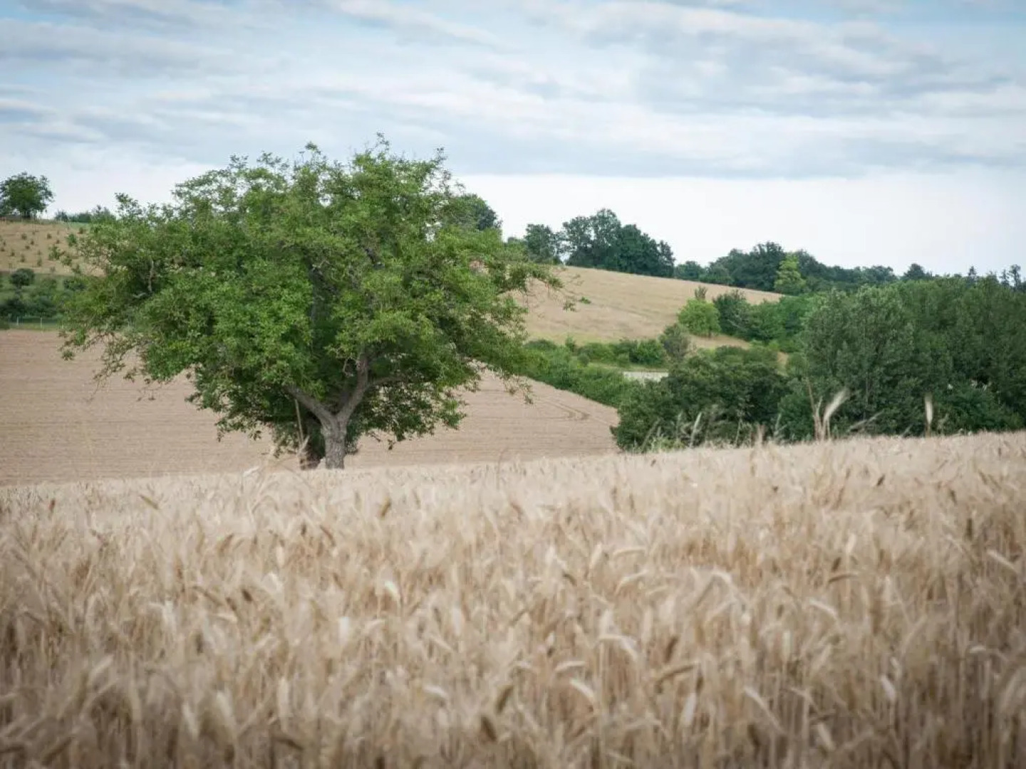 Gîte Fossemagne, 3 pièces, 4 personnes - FR-1-616-262
