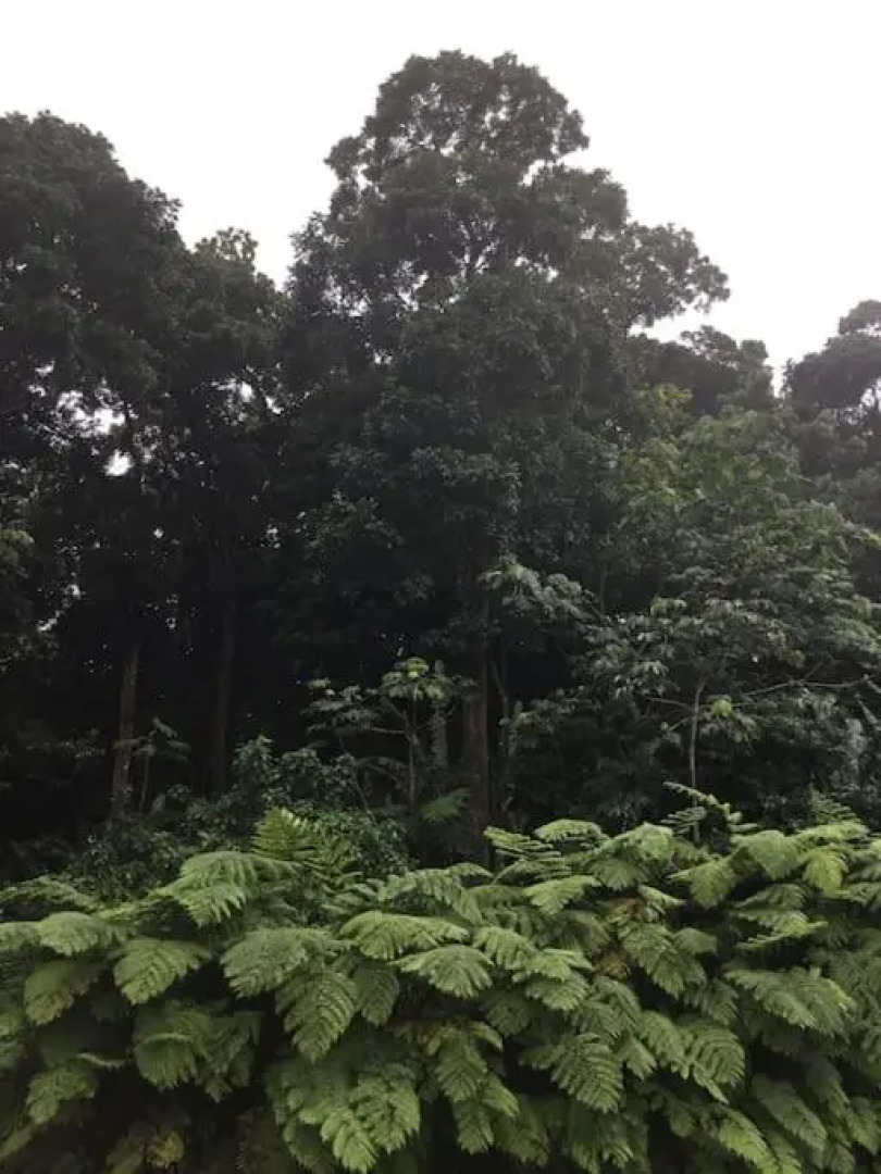 Les Lucioles 2 Beau T3 en forêt tropicale avec piscine