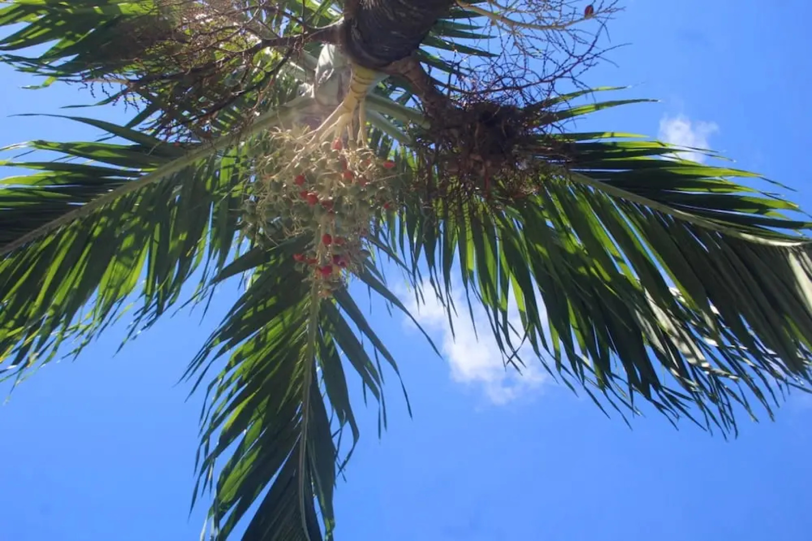 Apartment With one Bedroom in Les Trois Ilets, With Furnished Garden -