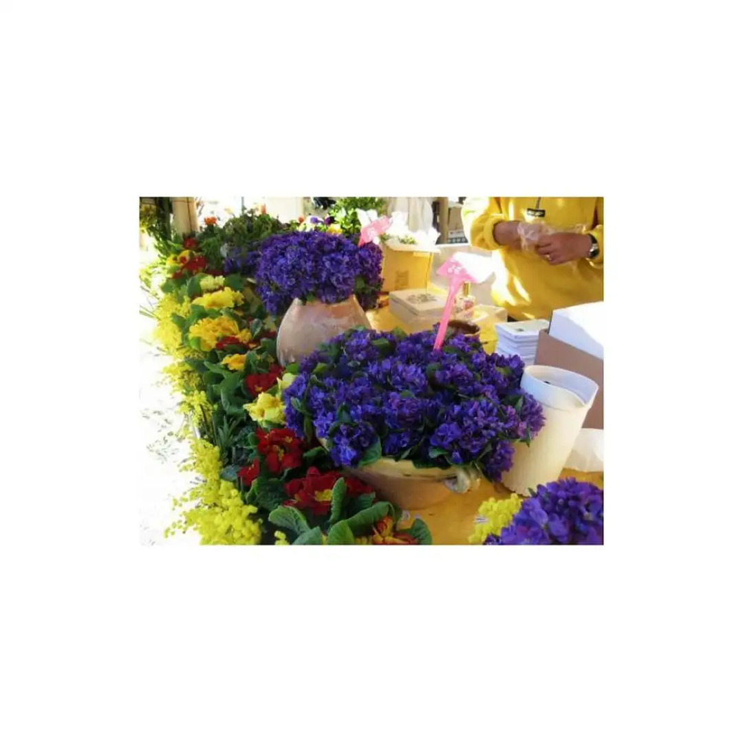 Apartment With one Bedroom in Mandelieu-la-napoule, With Wonderful Mou