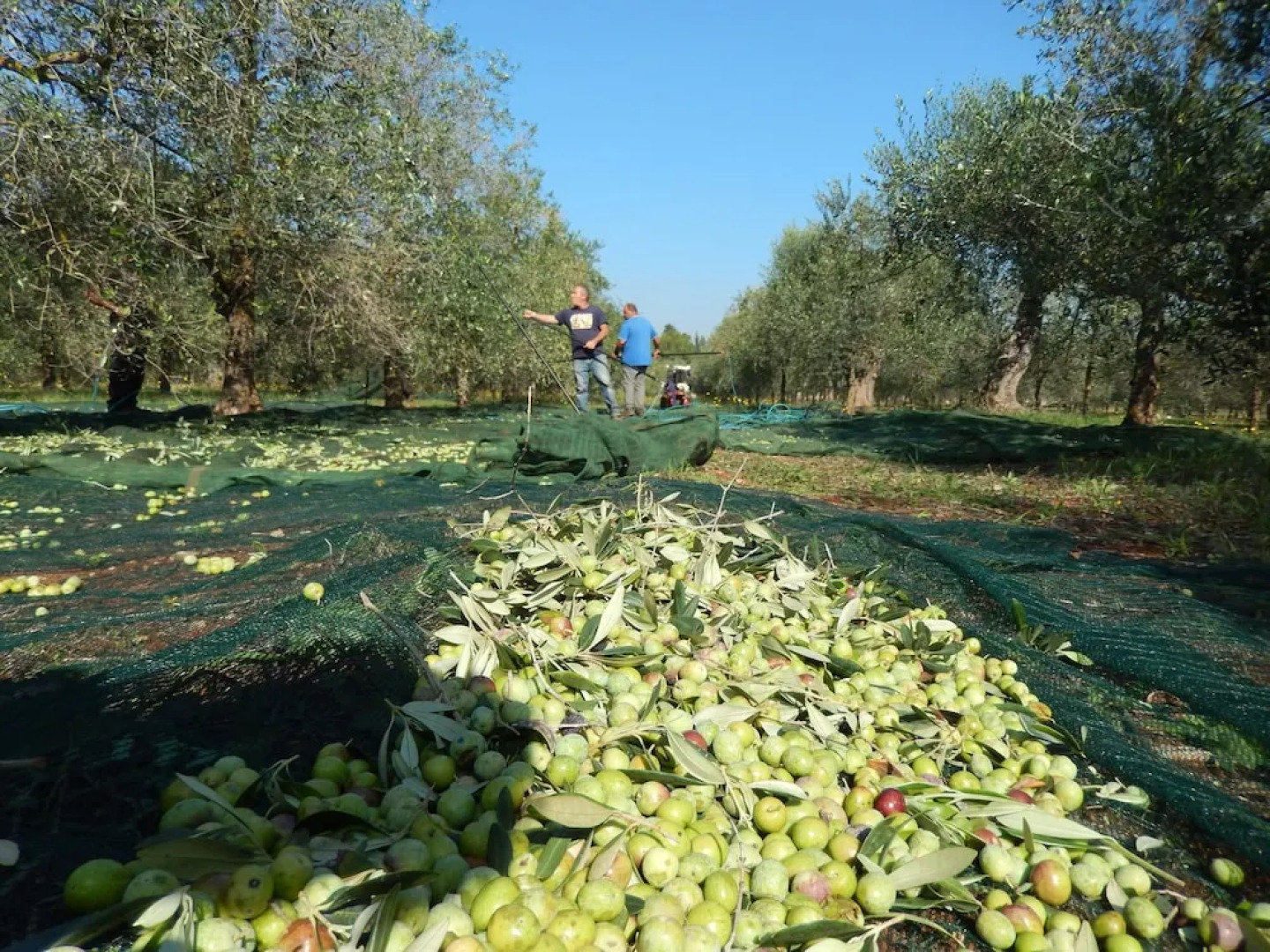 Villa Casole Short Lets