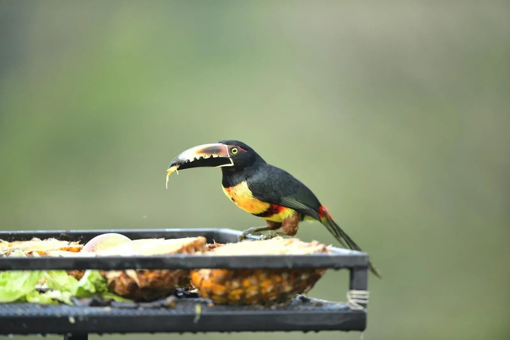 Lake Gardens Arenal Villas