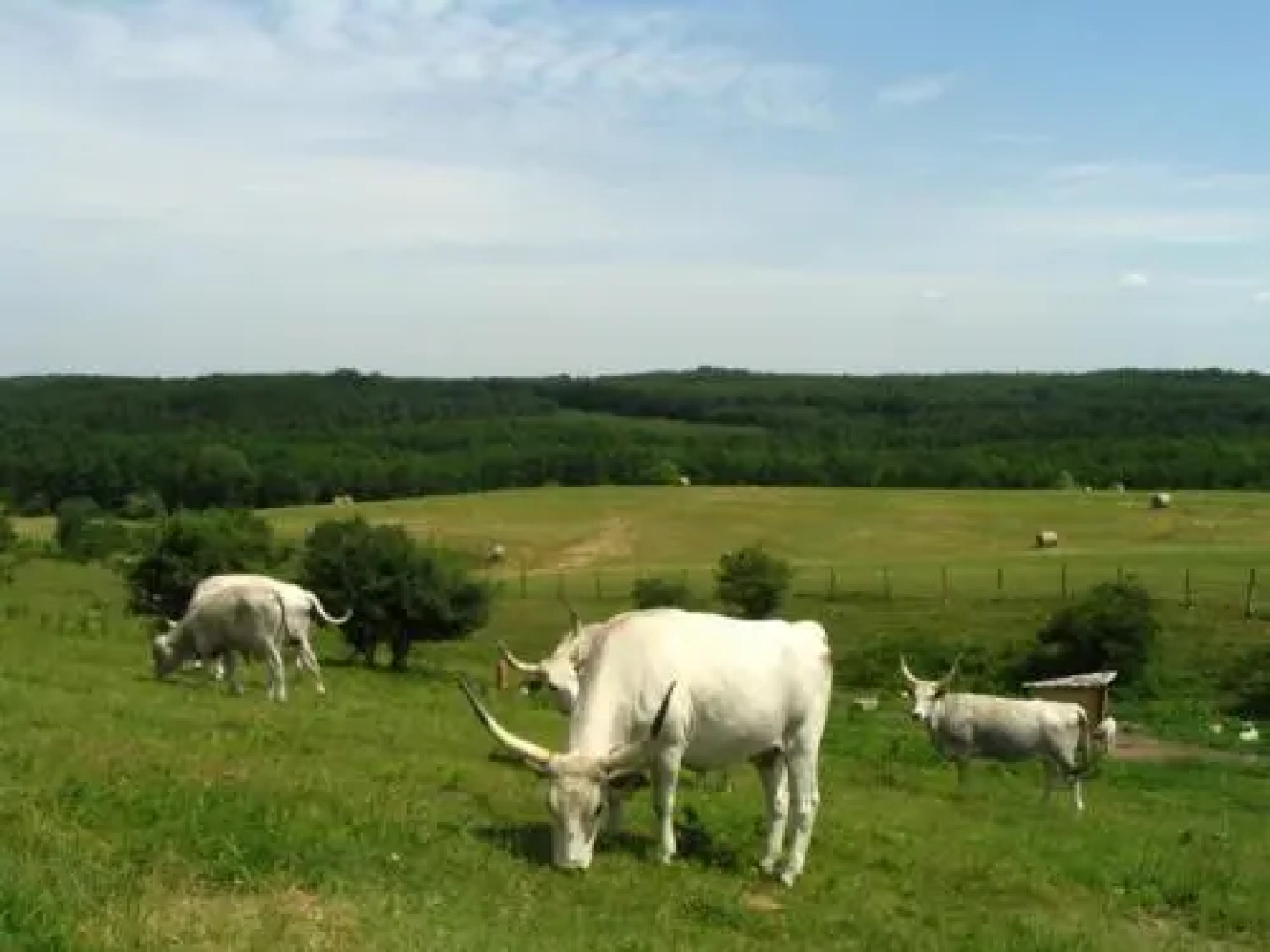 Vadaspuszta Vendeghaz