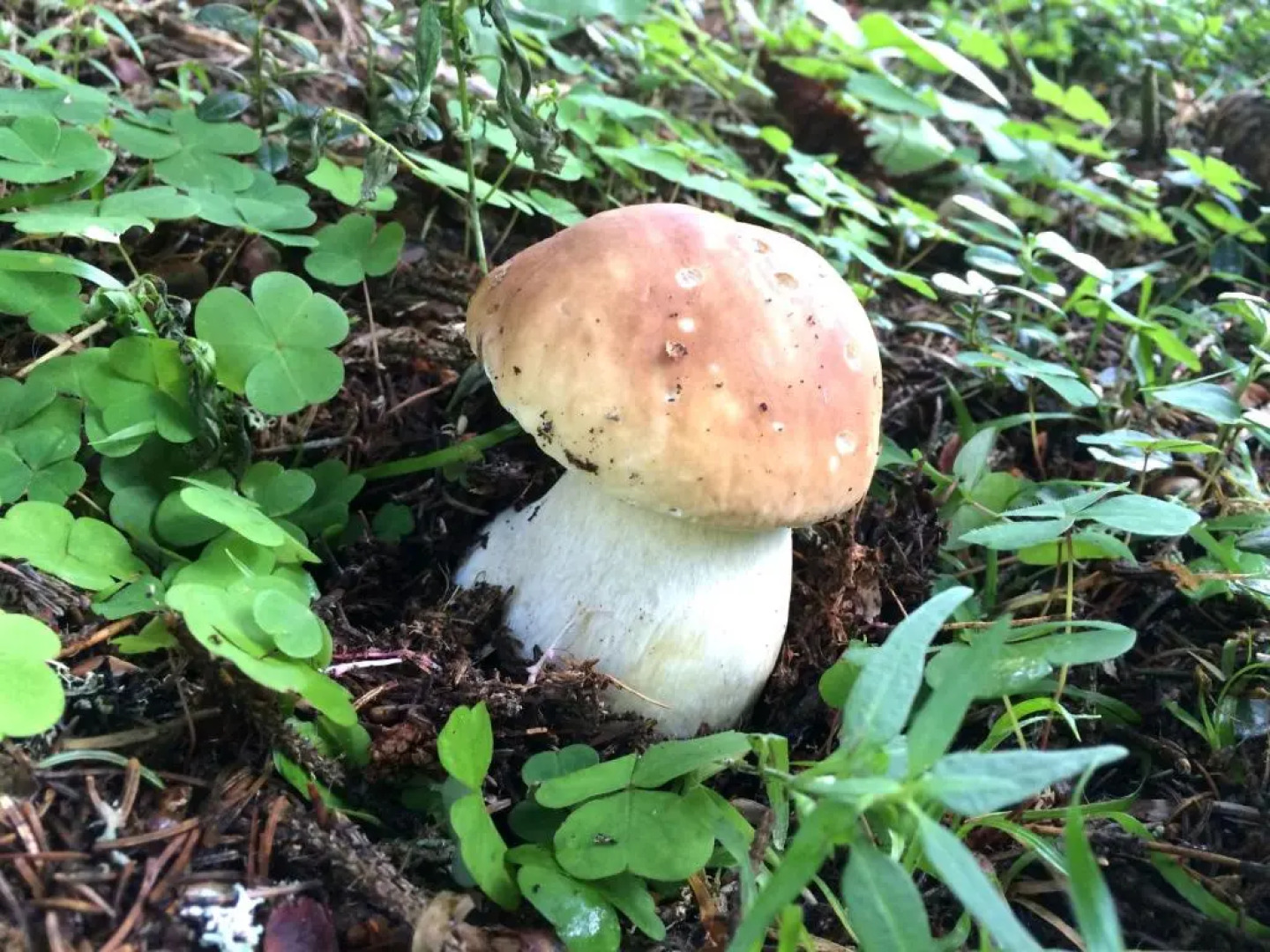 Gasthaus Oberweissen-Hittl