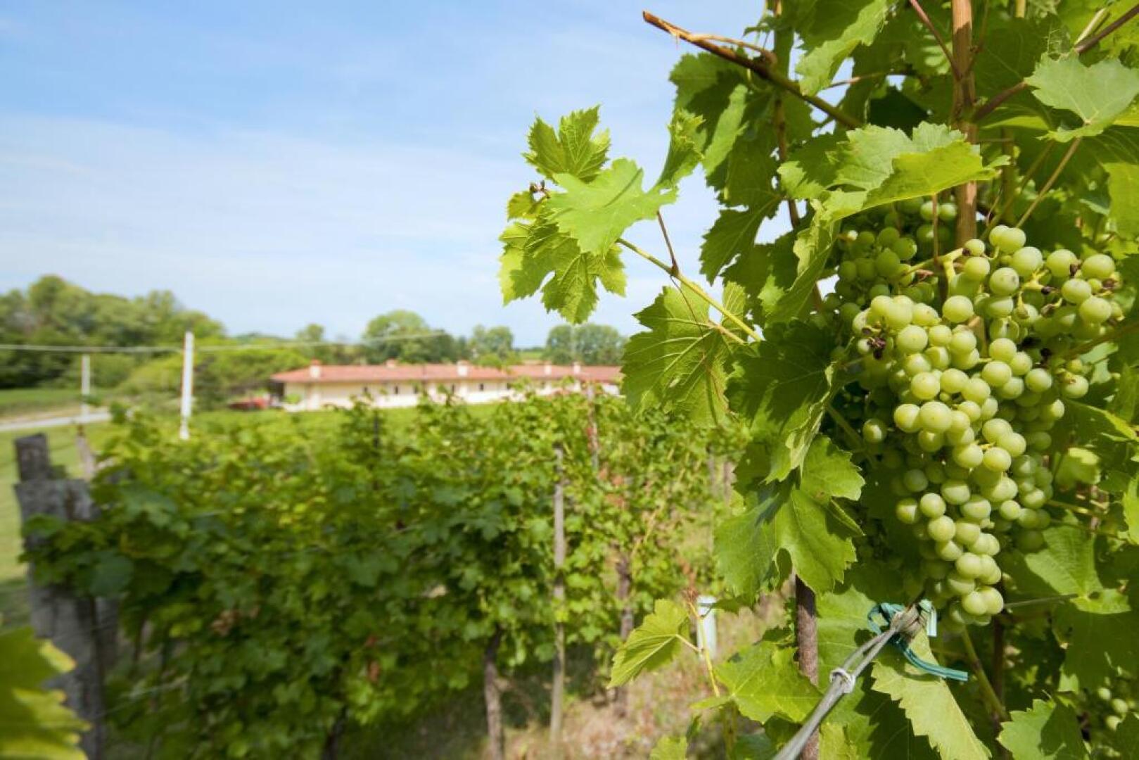 Alloggio Agrituristico CORTE SAN BIAGIO