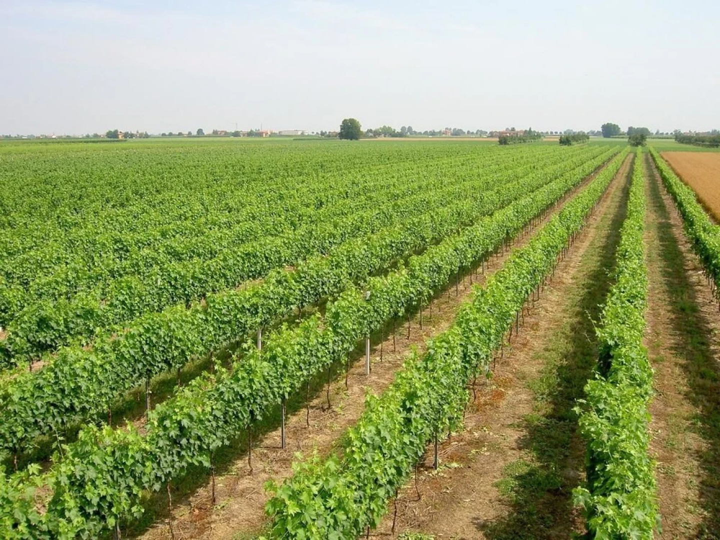 Agriturismo Ravaglia Grande