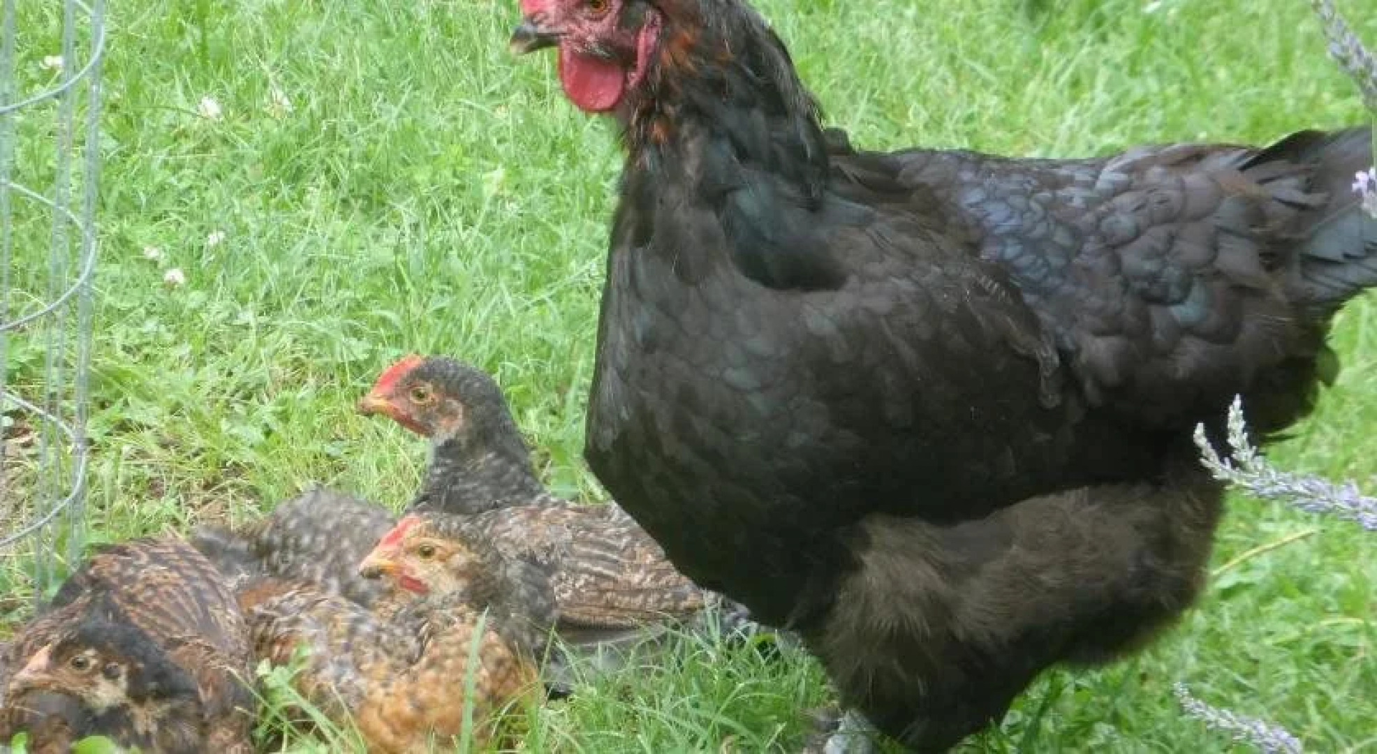 Mulberry Lavender Farm and B&B