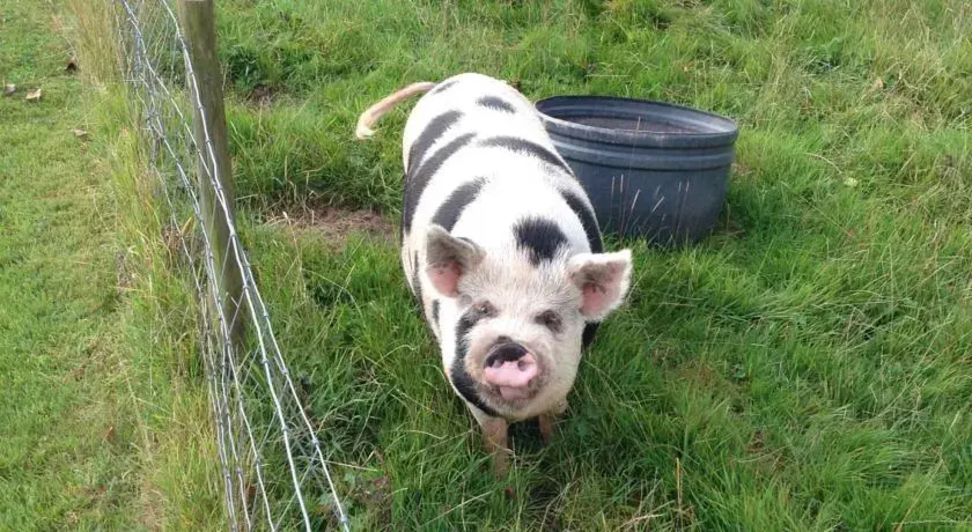 Holiday home Olive Barn