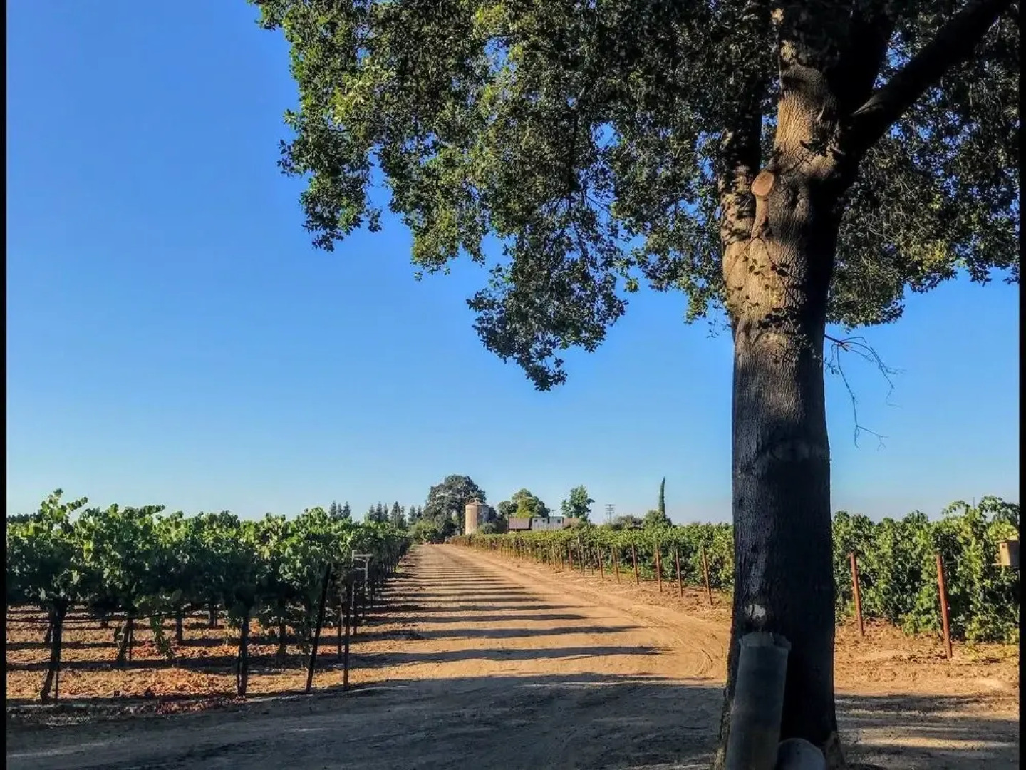 Tentrr - the Vineyard