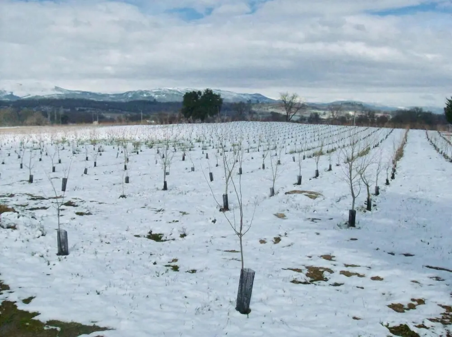 House with 3 Bedrooms in Peraboa, with Wonderful Mountain View, Pool Access, Furnished Garden