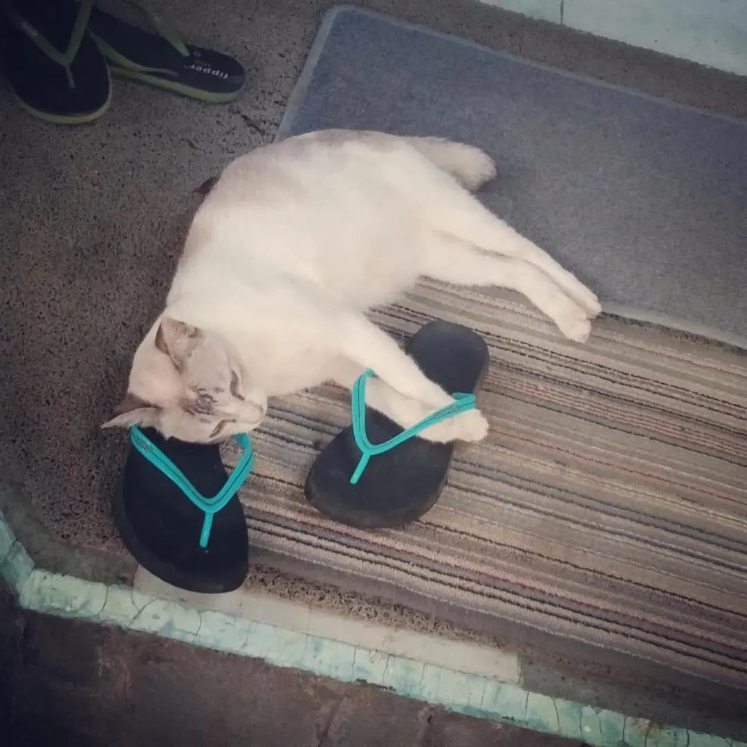 Shady Grove Healing Centre and Homestay