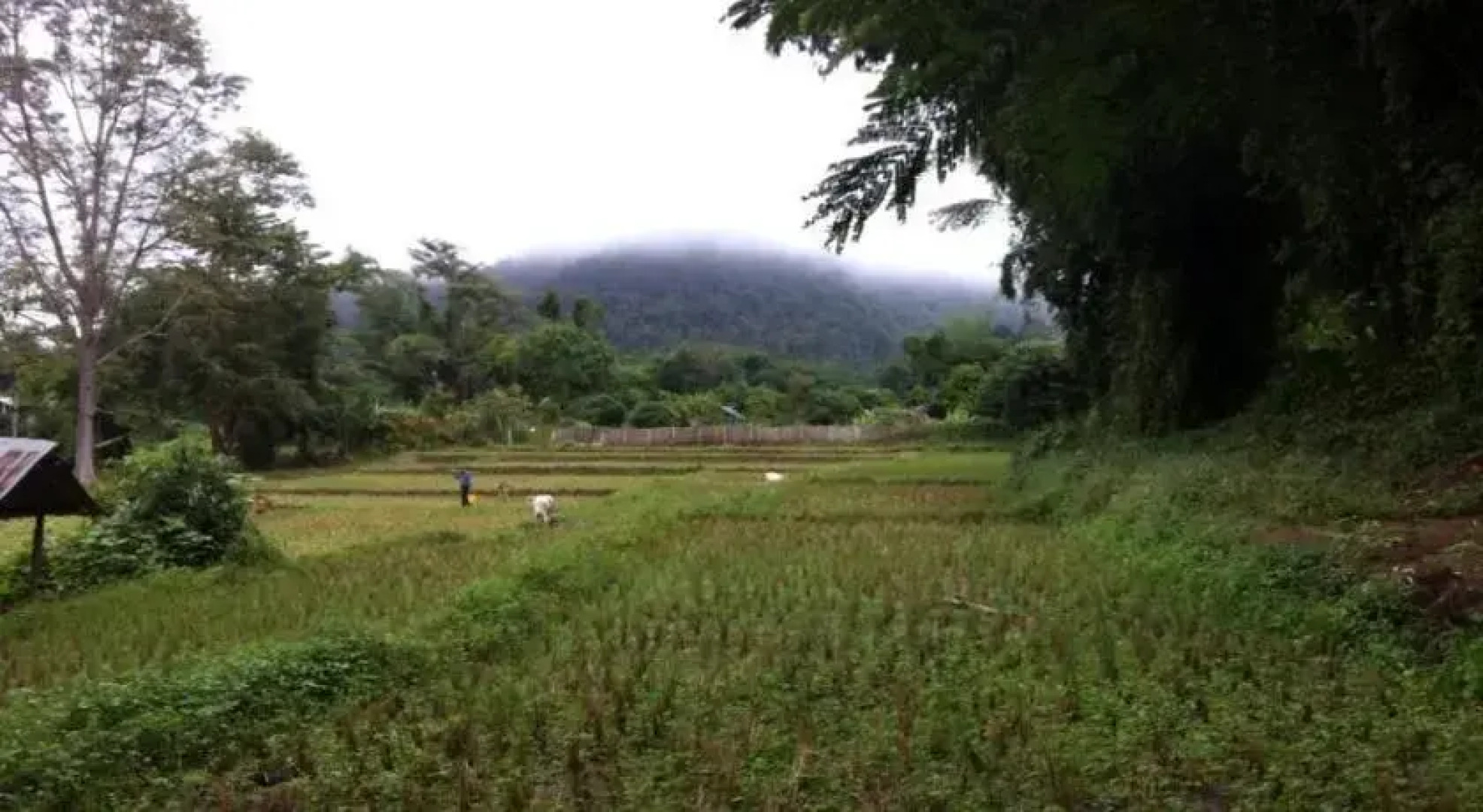 Chang Pai by John Bamboo Hut