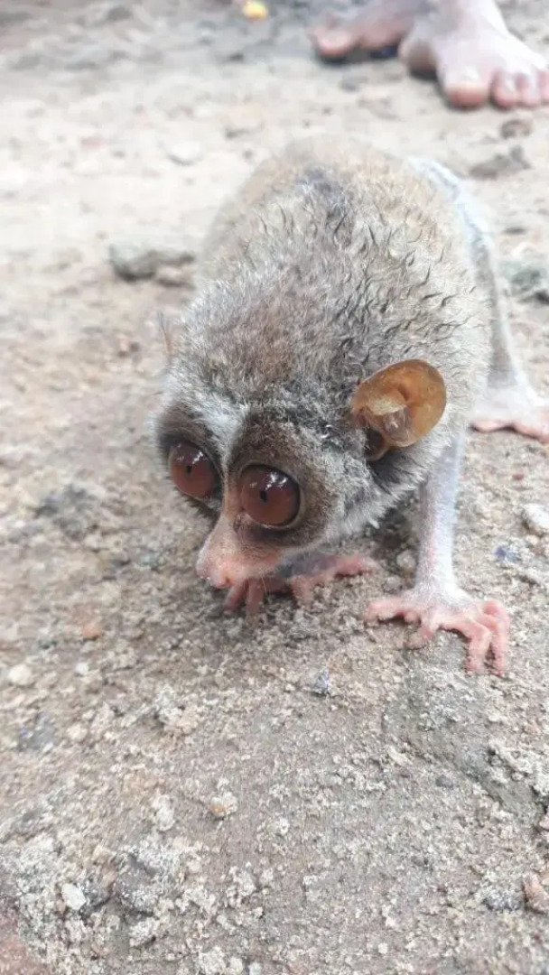 Rainforest River Edge