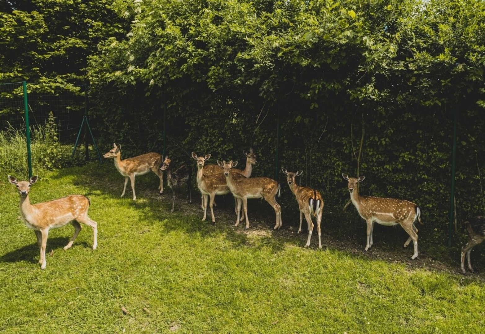 Pool Suite Black Cumin